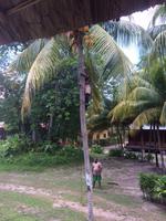 Ein Mann klettert auf eine Palme, um Kokosnüsse zu ernten