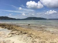 Meeresschildkröte geht nach der Eiablage zurück ins Wasser