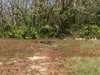 Kleine und Große Noddiseeschwalben