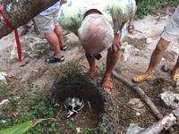 Großer Tropikvogel mit seinem Jungtier
