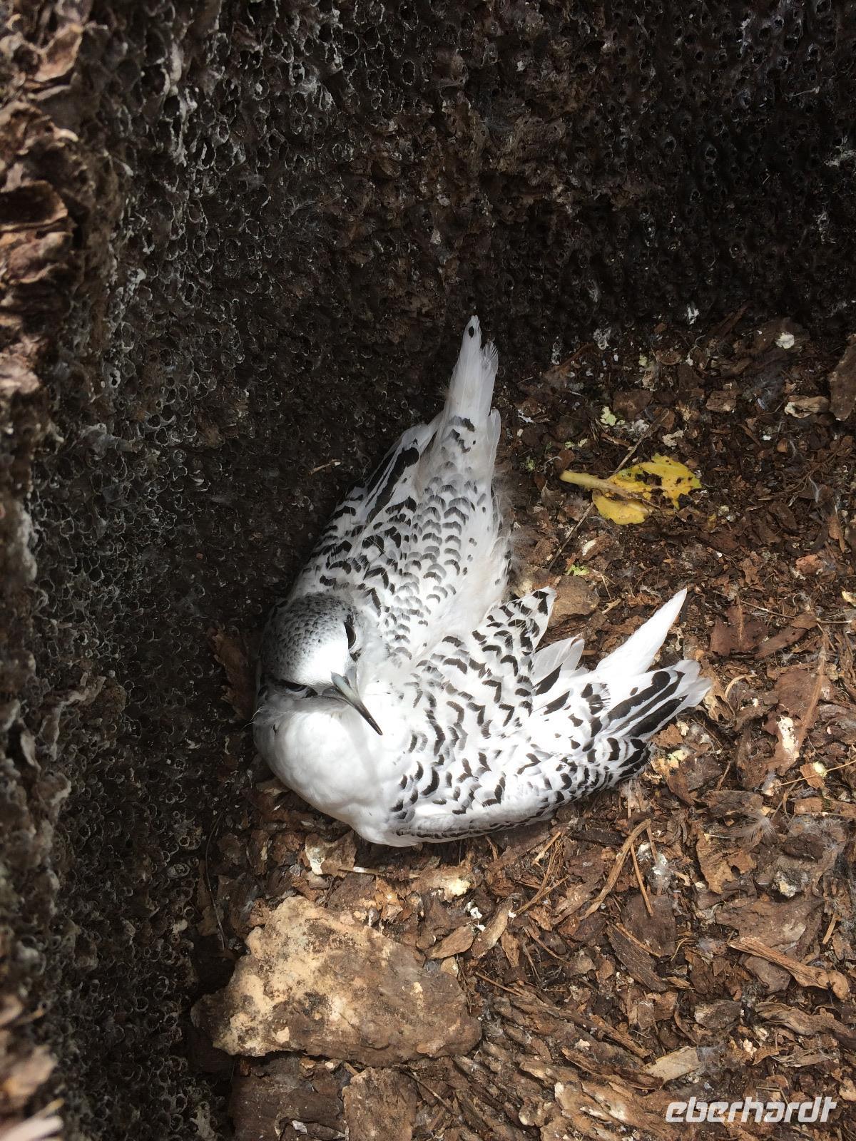 Tropikvogel Jungtier