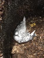 Tropikvogel Jungtier