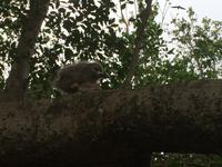 Jungtier einer Feenseeschwalbe