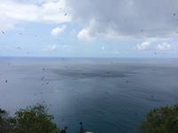 Hunderte Fregattenvögel kreisen an der Steilklippe