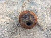 Kokosnuss mit Gesicht