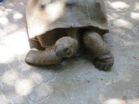 Schildkröten auf der Insel Moyenne