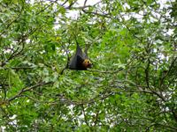Flughund im Botanischen Garten auf Praslin