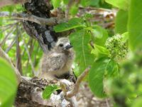 Vogelkücken auf der Insel Cousin