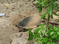 Meeresschildkröte auf der Insel Cousin