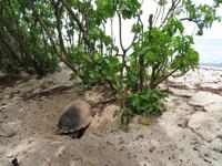 Meeresschildkröte auf der Insel Cousin