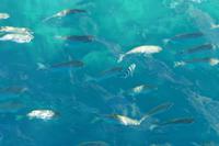 Ausflug St. Anne Marine Park und Moyenne