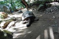 Schildkröten Moyenne