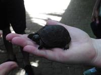 Babyschildkröte Moyenne