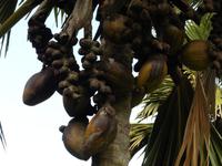 Coco de Mer Botanischer Garten