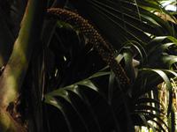 Coco de Mer im Valle de Mai