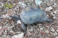 Schildkröte Insel Curieuse