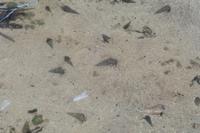 Krebse Insel Curieuse