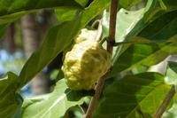 Noni Frucht