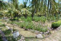 Garten mit Heilpflanzen