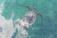 Wasserschildkröte am Jetty