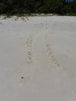 Spur einer Meeresschildkröte