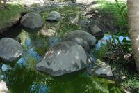 Landschildkröten auf der Insel Sister
