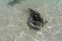 Wasserschildkröte vor der Insel Sister