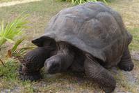 Landschildkröte im Hotel