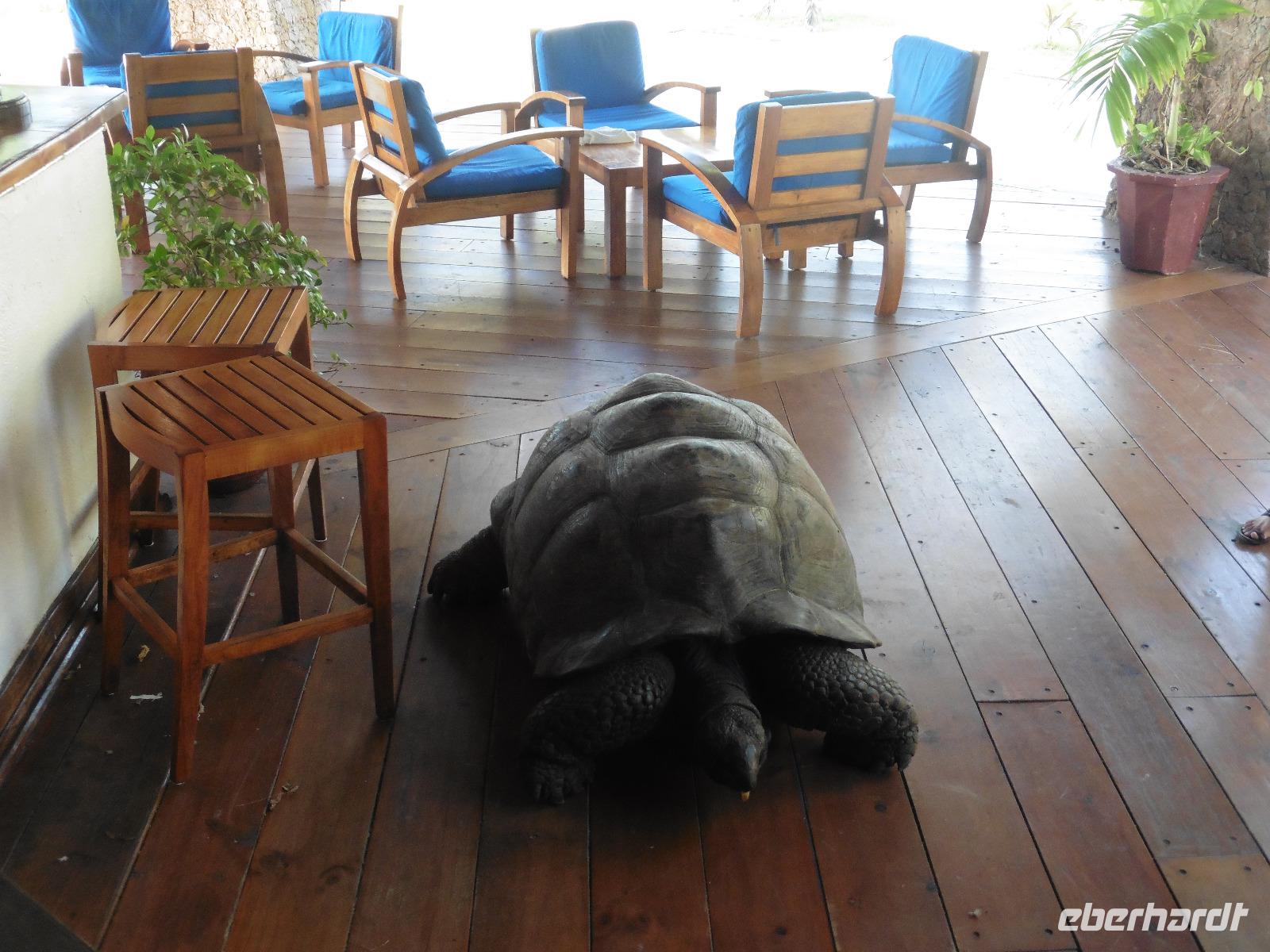 Landschildkröte an der Bar