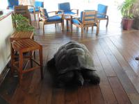 Landschildkröte an der Bar