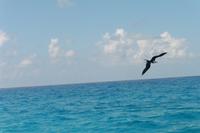 Fregattvogel auf Futterjagd