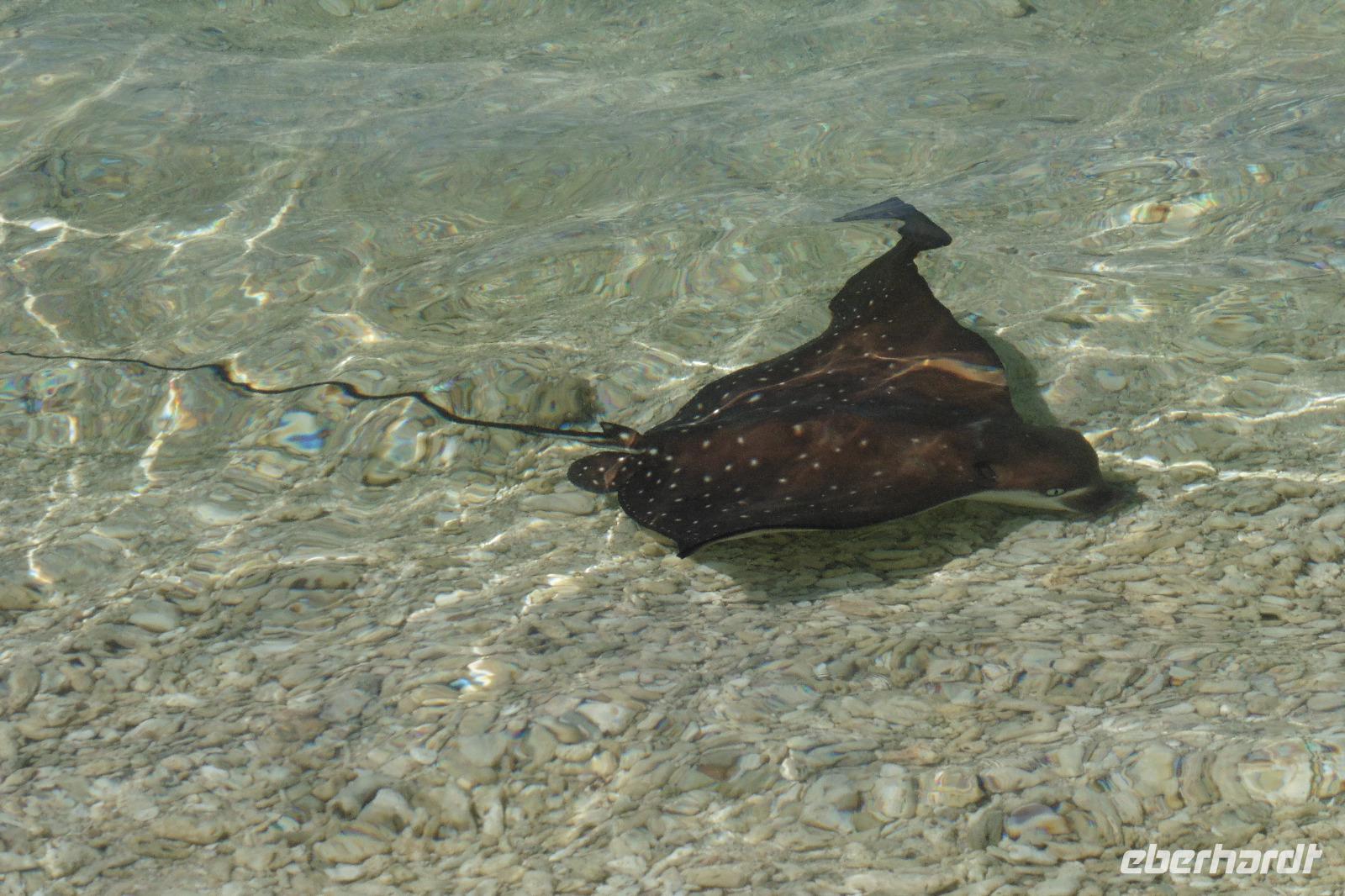 Adlerrochen am Hotelstrand
