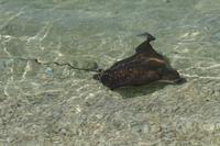 Adlerrochen am Hotelstrand