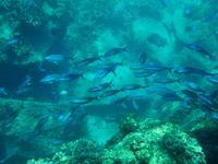 Schnorchelausflug Coco, Felicite, Ave Maria