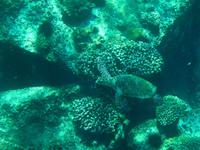 Wasserschildkröte Schnorchelausflug Coco, Felicite, Ave Maria