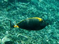 Schnorchelausflug Coco, Felicite, Ave Maria