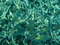 Schnorchelausflug Coco, Felicite, Ave Maria