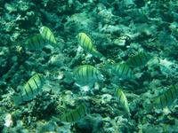 Schnorchelausflug Coco, Felicite, Ave Maria