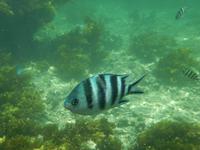 Schnorcheln vor Moyenne