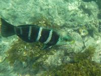 Schnorcheln vor Moyenne