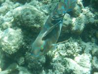 Schorcheln am Hausriff