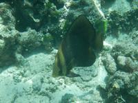 Schorcheln am Hausriff