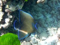 schnorcheln am Hausriff