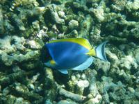 Schnorchelausflug Coco, Felicite, Ave Maria