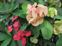 Marie Antoinette Restaurant Victoria