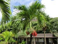 New Emerald Cove Hotel Praslyn