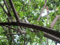 Cousin, Courieuse und St. Pierre