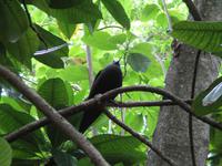 Cousin, Courieuse und St. Pierre