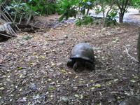 Cousin, Courieuse und St. Pierre