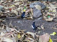 Cousin, Courieuse und St. Pierre